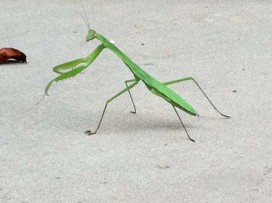 PRAYING MANTIS