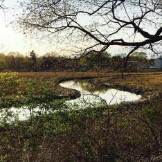 tidal-marsh-with-creek