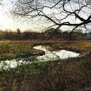 tidal-marsh-with-creek