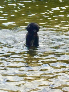 Splash in for a swim!