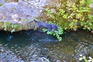 Splash jumps from a rock